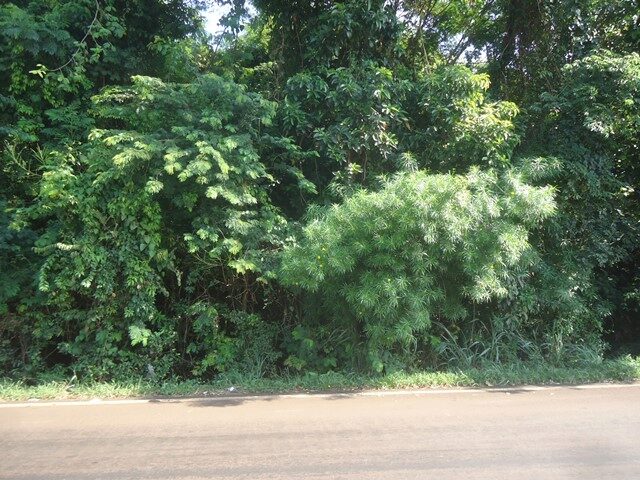 Imagem 3