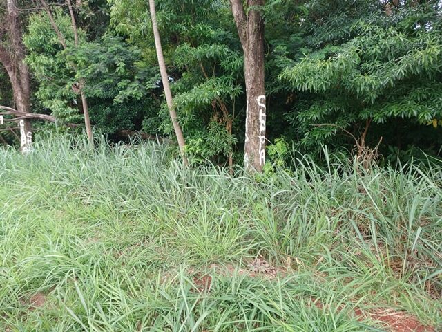 Imagem 3