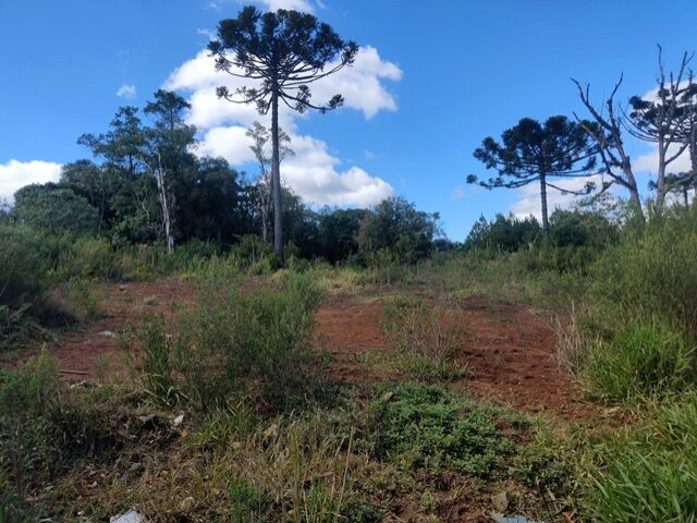 Imagem 8